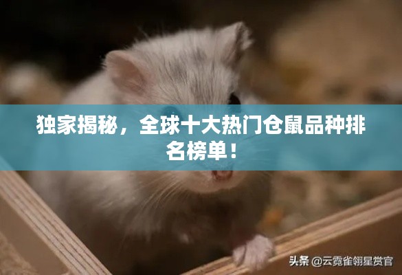獨家揭秘，全球十大熱門倉鼠品種排名榜單！