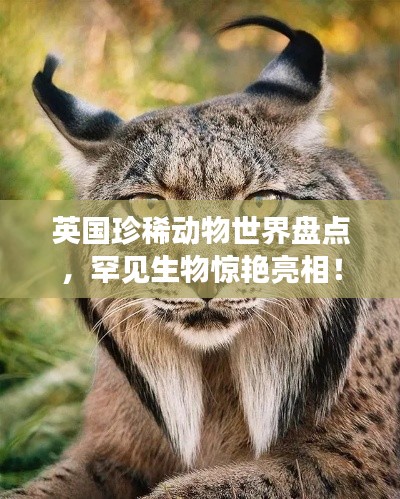 英國珍稀動物世界盤點，罕見生物驚艷亮相！