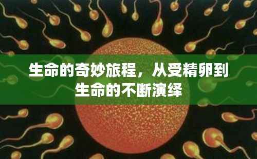 生命的奇妙旅程，從受精卵到生命的不斷演繹