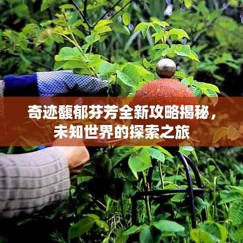 奇跡馥郁芬芳全新攻略揭秘，未知世界的探索之旅