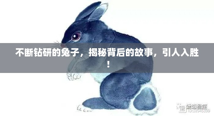 不斷鉆研的兔子，揭秘背后的故事，引人入勝！