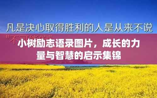 小樹勵志語錄圖片，成長的力量與智慧的啟示集錦