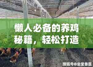 懶人必備的養(yǎng)雞秘籍，輕松打造雞舍小天地（最新攻略）