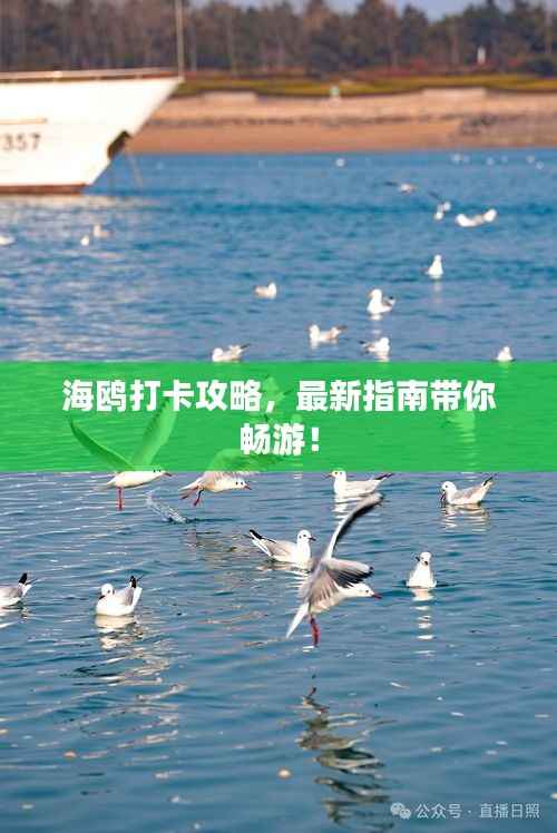 海鷗打卡攻略，最新指南帶你暢游！