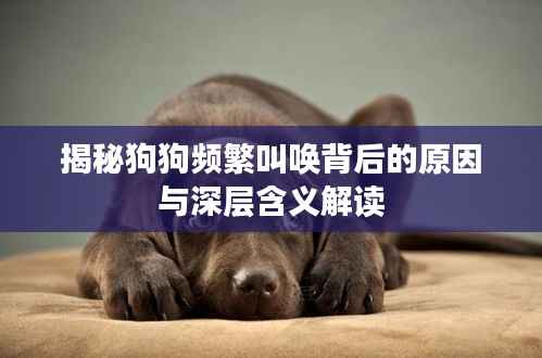 揭秘狗狗頻繁叫喚背后的原因與深層含義解讀