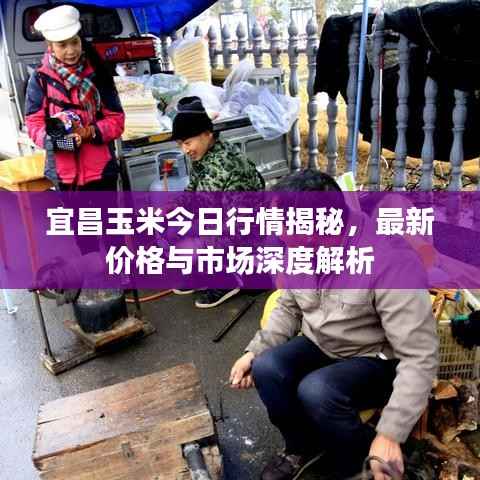宜昌玉米今日行情揭秘，最新價(jià)格與市場深度解析