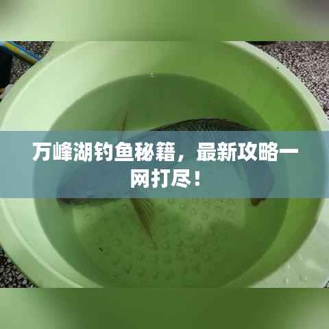 萬峰湖釣魚秘籍，最新攻略一網打盡！