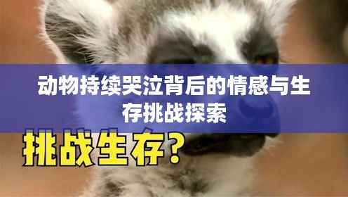 動物持續哭泣背后的情感與生存挑戰探索