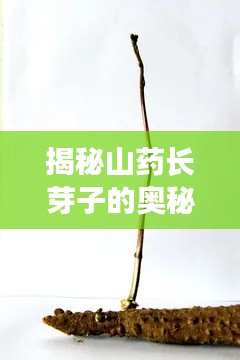 揭秘山藥長芽子的奧秘，探尋山藥生長的秘密