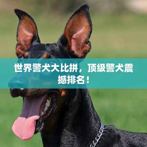 世界警犬大比拼，頂級警犬震撼排名！