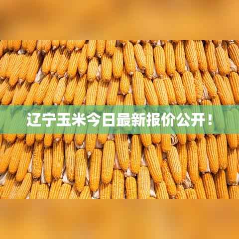 遼寧玉米今日最新報價公開！
