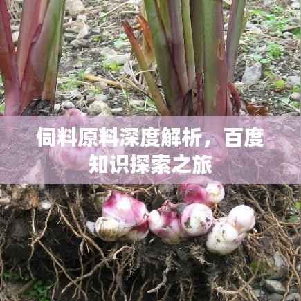 伺料原料深度解析，百度知識探索之旅