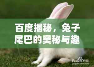 百度揭秘，兔子尾巴的奧秘與趣味！