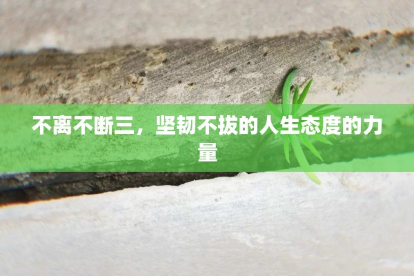 不離不斷三，堅(jiān)韌不拔的人生態(tài)度的力量