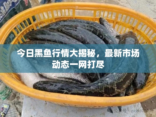 今日黑魚行情大揭秘，最新市場動態(tài)一網(wǎng)打盡